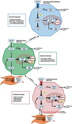 Mechanisms Governing Metabolic Heterogeneity in Breast Cancer and Other Tumors